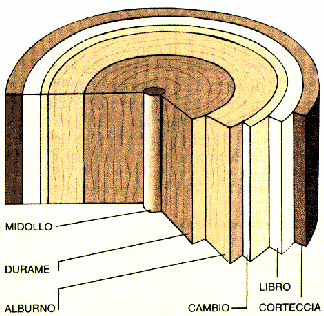 Ingrandisci