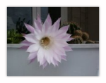 Apri Blog Fiore di Cactus